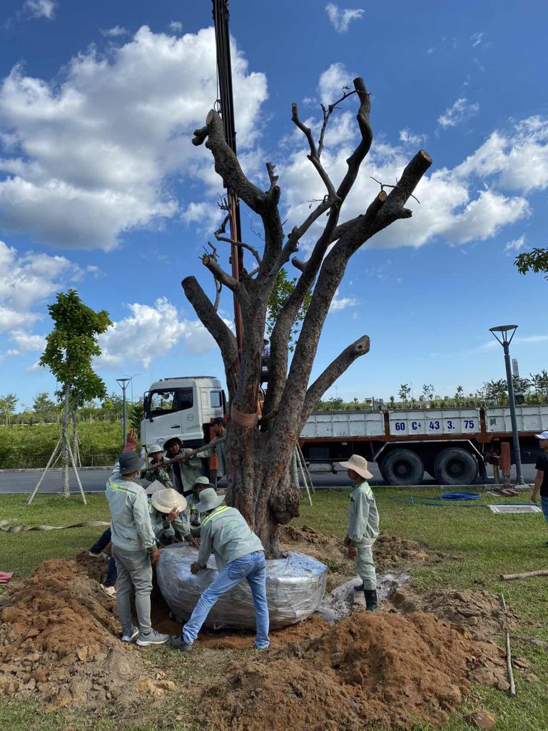 Cập nhật tiến độ Sala Garden Tháng 11/2019: Trồng thêm nhiều cây cổ thụ